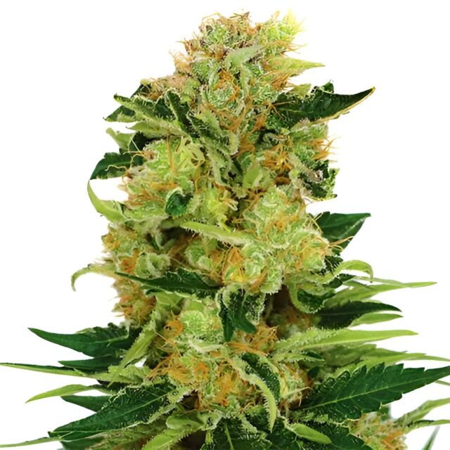 Pineapple Haze Feminized Seeds