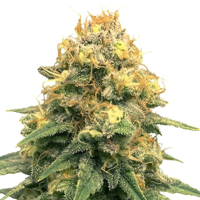 Power Plant Feminized Seeds