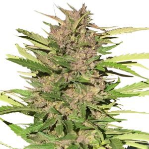 Pure Indica Feminized Seeds