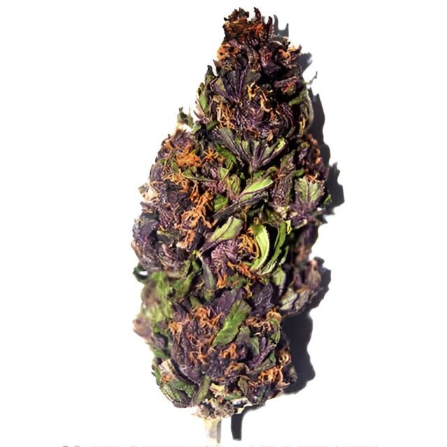 Purple Haze Feminized Seeds