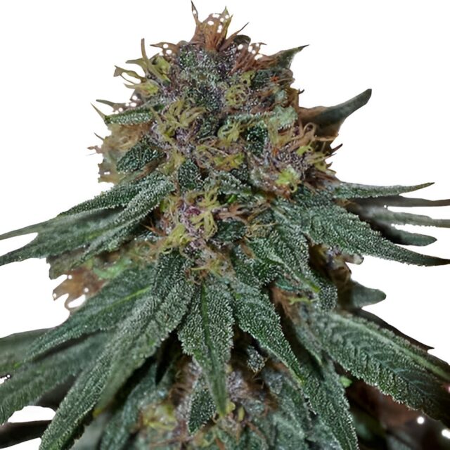 Purple Haze Feminized Seeds