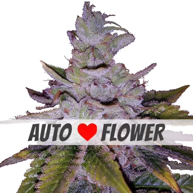 Purple Kush Autoflower Seeds