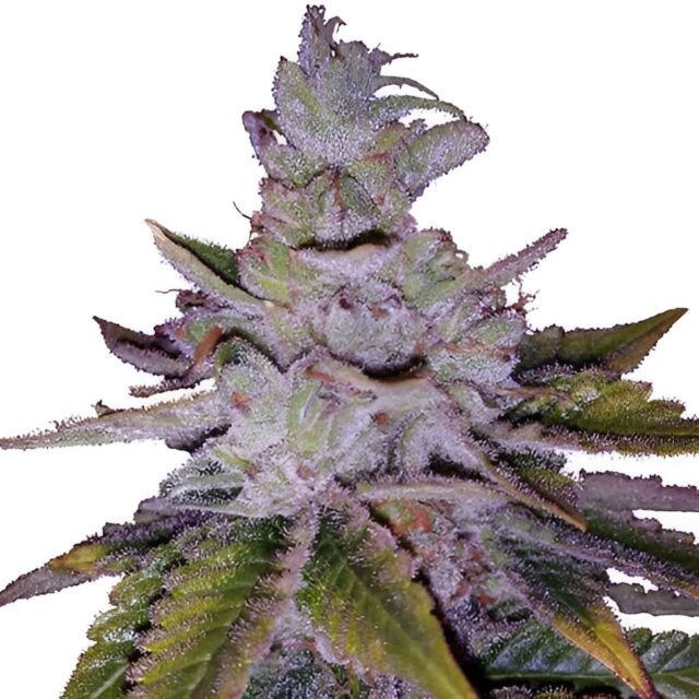 Purple Kush Feminized Seeds