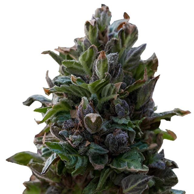 Purple Punch Feminized Seeds