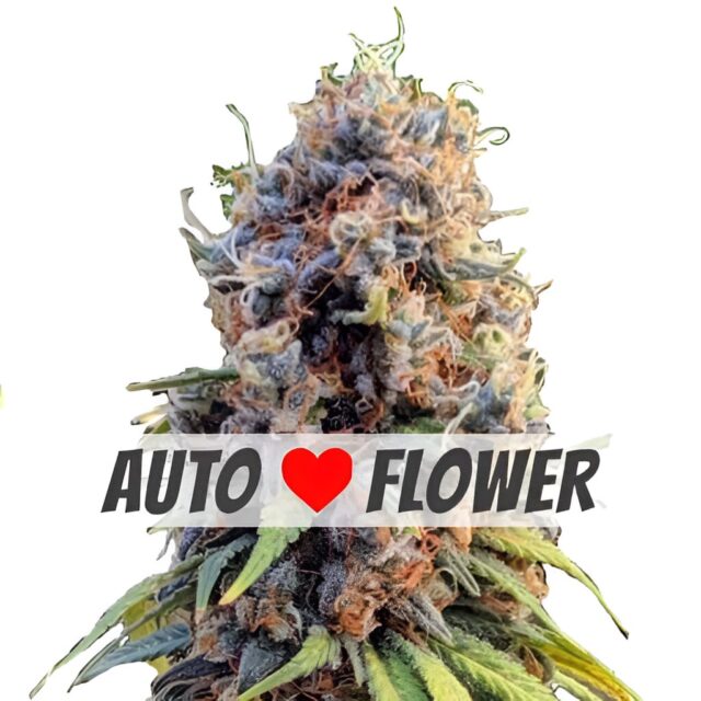 Runtz Autoflower Seeds