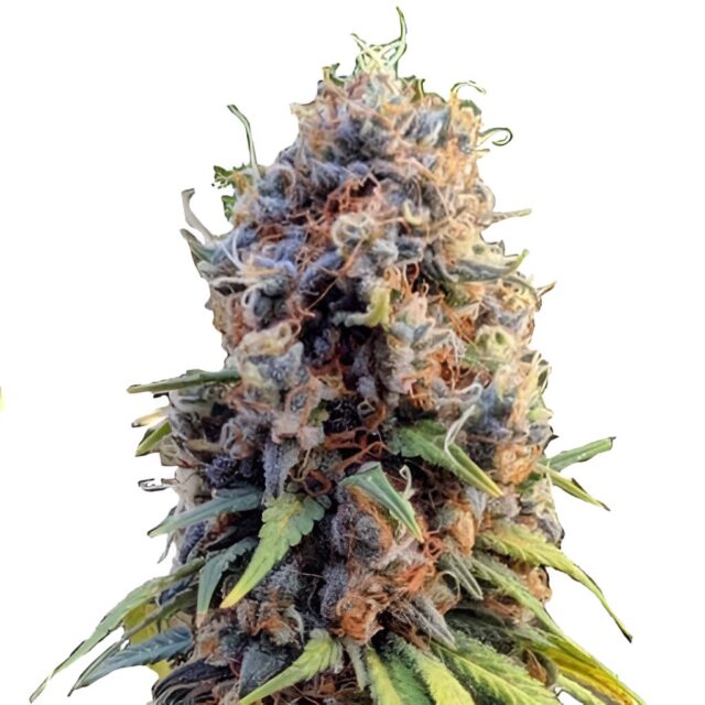 Runtz Feminized Seeds