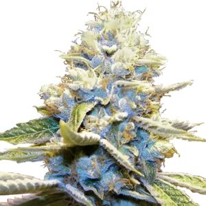 Skywalker OG Feminized Seeds