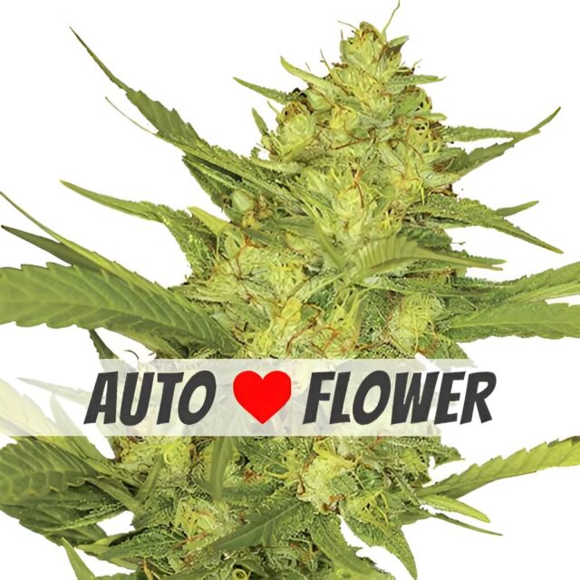 Sour Diesel Autoflower Seeds