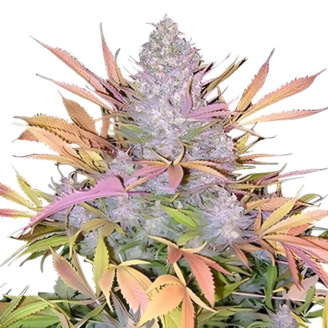 Strawberry Cough Feminized Seeds