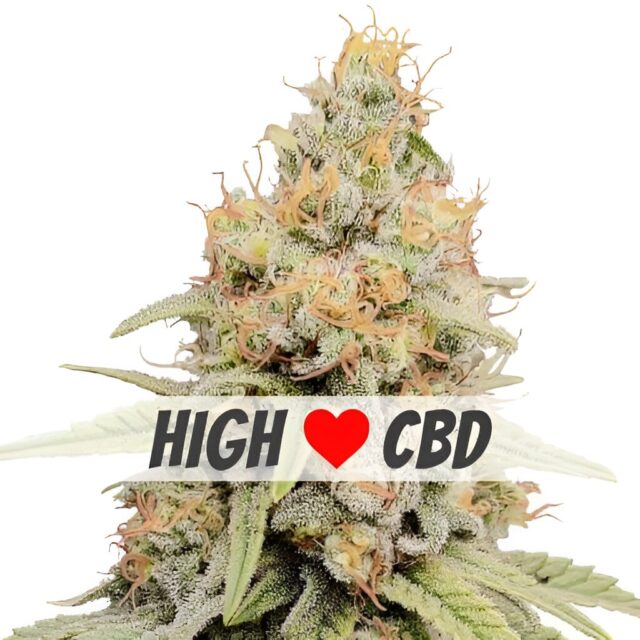 Strawberry Kush CBD Feminized Seeds