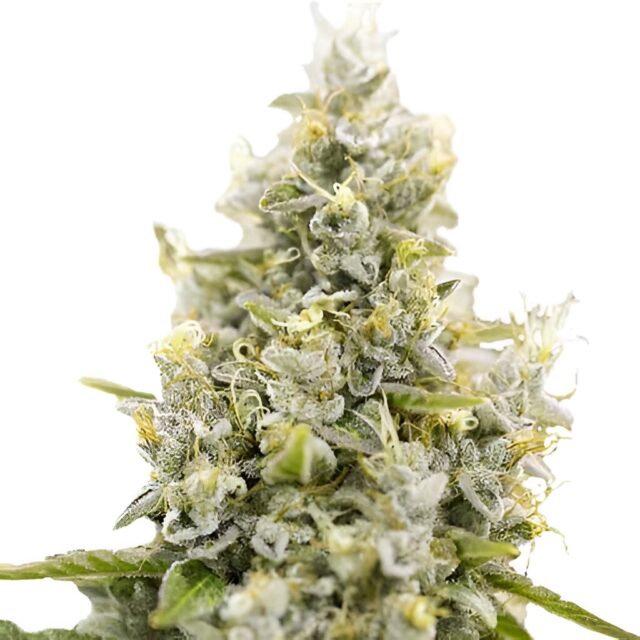 Sunset Sherbet Feminized Seeds