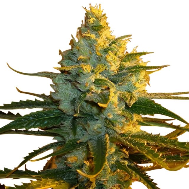 Super Lemon Haze Feminized Seeds