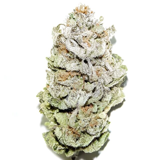 Super Silver Haze Feminized Seeds