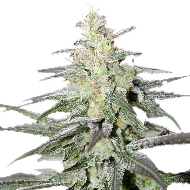 Super Silver Haze Feminized Seeds