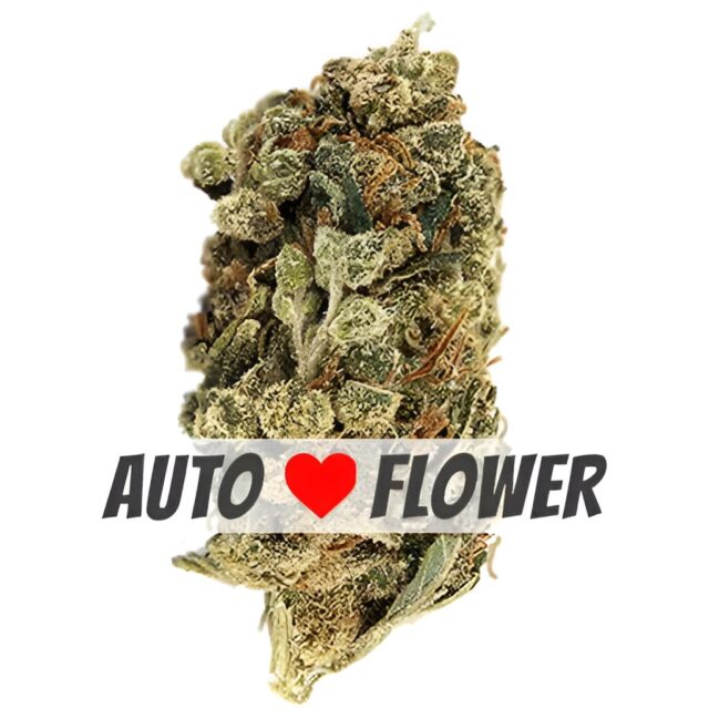 Super Skunk Autoflower Seeds