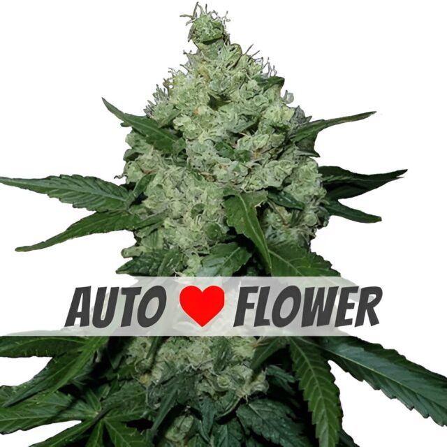 Super Skunk Autoflower Seeds