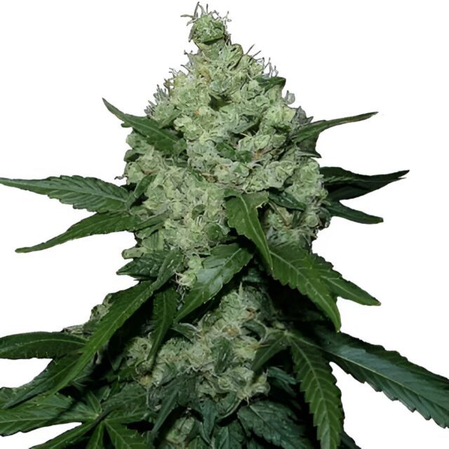 Super Skunk Feminized Seeds