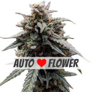 Sweet Tooth Autoflower Seeds