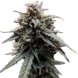 Sweet Tooth Feminized Seeds