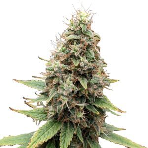 Tangie Feminized Seeds