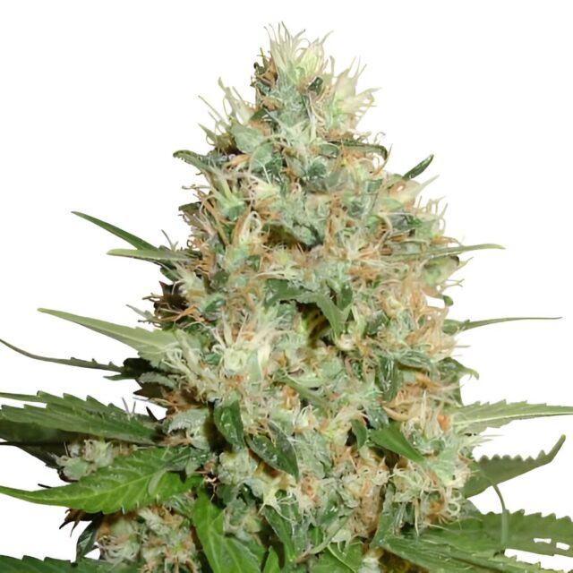 Trainwreck Feminized Seeds