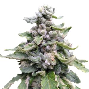 Tropicana Cookies Feminized Seeds