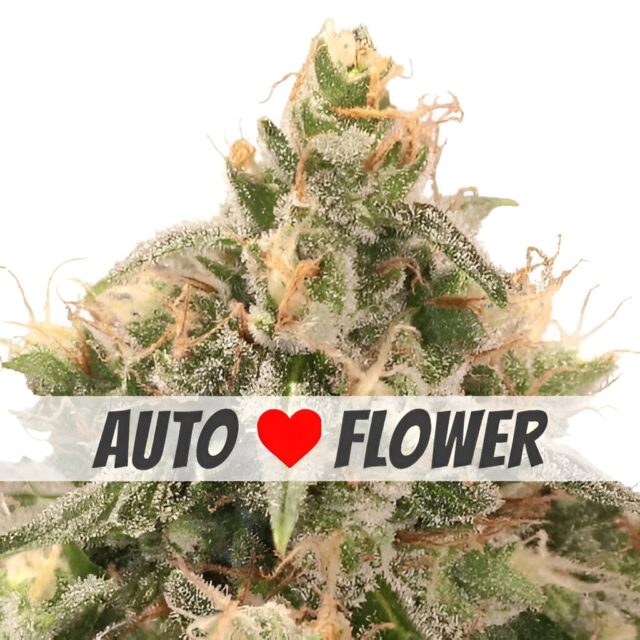 Wedding Cake Autoflower Seeds