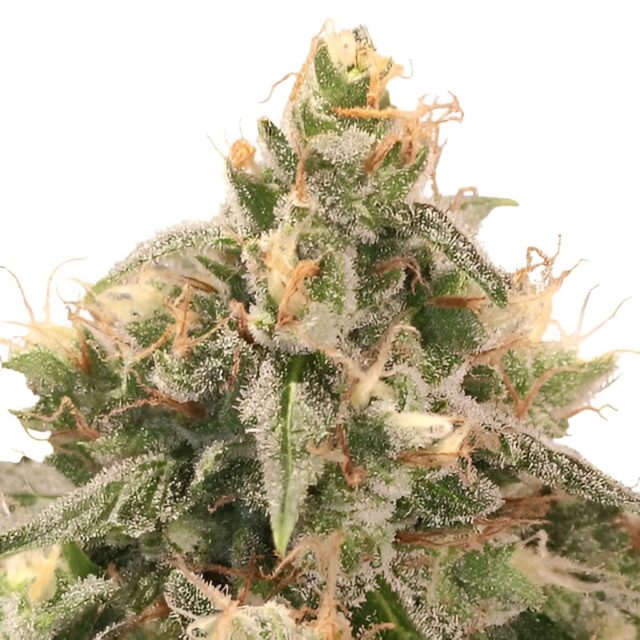 Wedding Cake Feminized Seeds