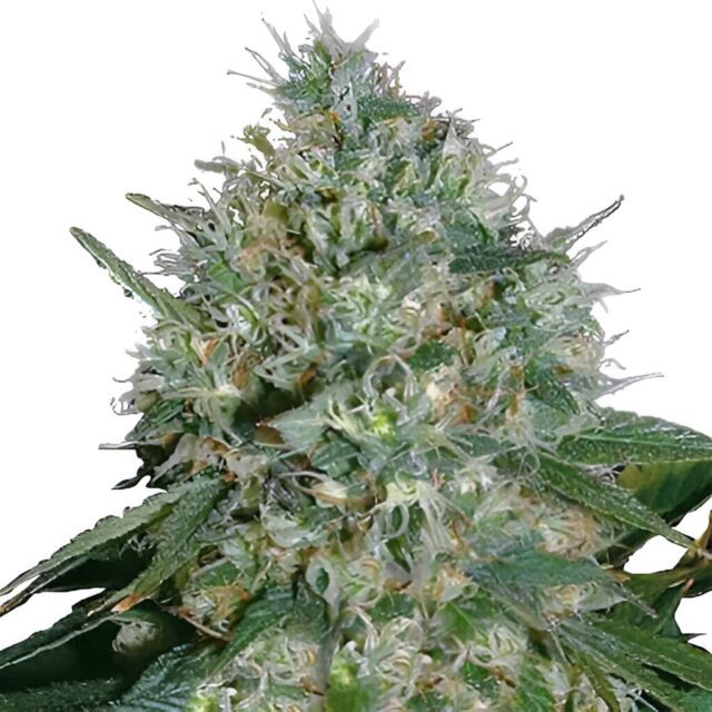 White Rhino Feminized Seeds