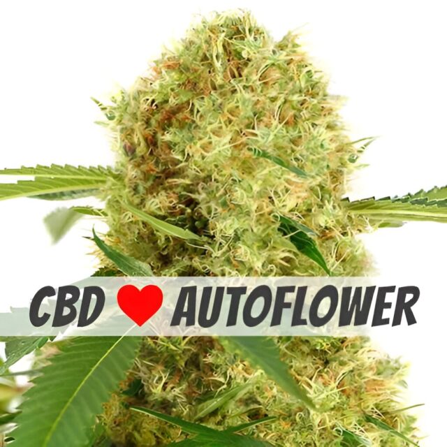 White Widow CBD Autoflower Seeds