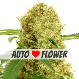 White Widow Autoflower Seeds