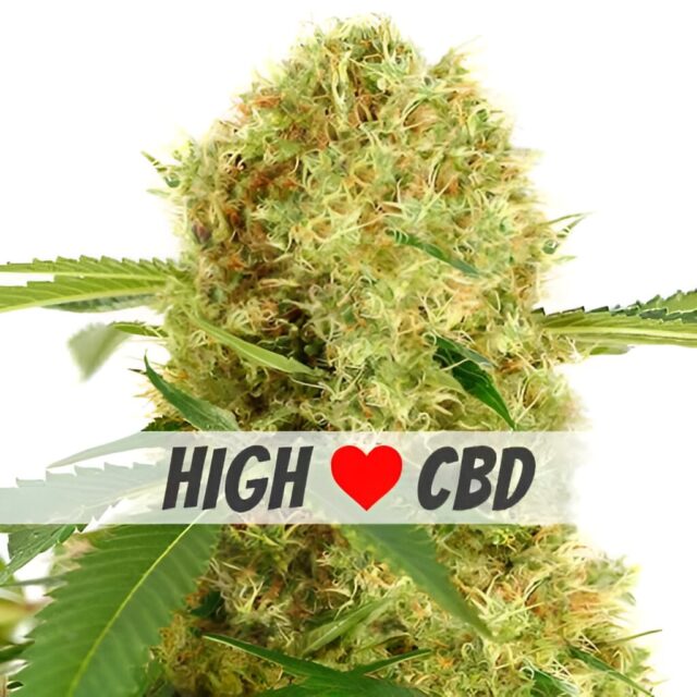 White Widow CBD Feminized Seeds