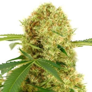 White Widow Feminized Seeds