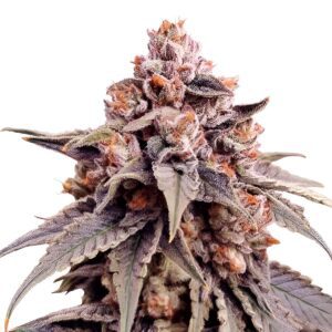 Zkittlez Feminized Seeds