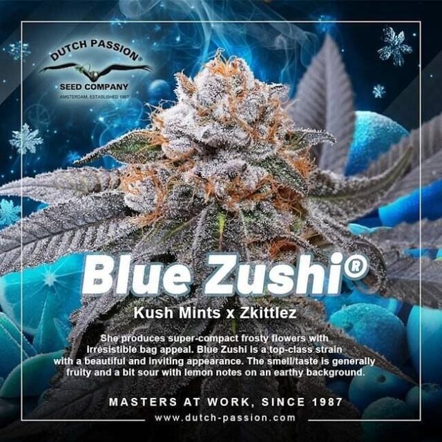 Blue Zushi Feminized Seeds