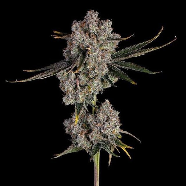 Candy Games #38 Feminized Seeds