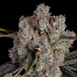 Candy Games #38 Feminized Seeds