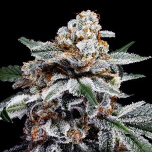 Canelo Auto Feminized Seeds