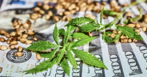 cannabis seeds and leaves on 100-dollar bills