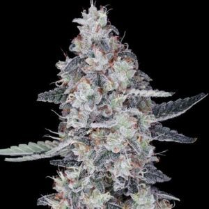 CheMACal Romance Auto Feminized Seeds