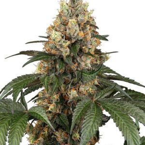 Chocolate Rainbow XXL Feminized Seeds