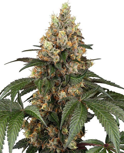 Chocolate Rainbow XXL Feminized Seeds