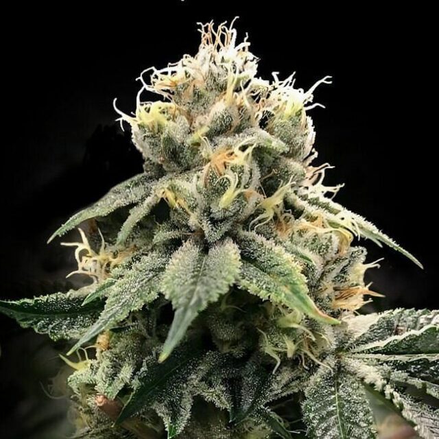 Chocolate Truffle Shuffle (C.T.S.) Feminized Seeds