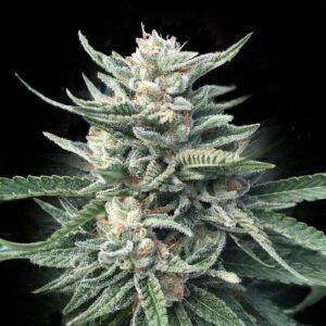 Chocolope 256 Feminized Seeds