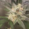 Compound V F1 Auto Feminized Seeds