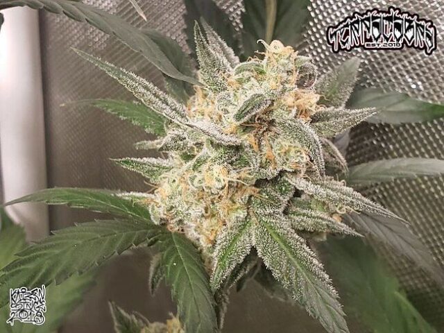 Compound V F1 Auto Feminized Seeds