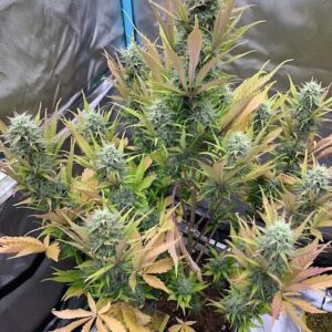 Compound V F1 Auto Feminized Seeds