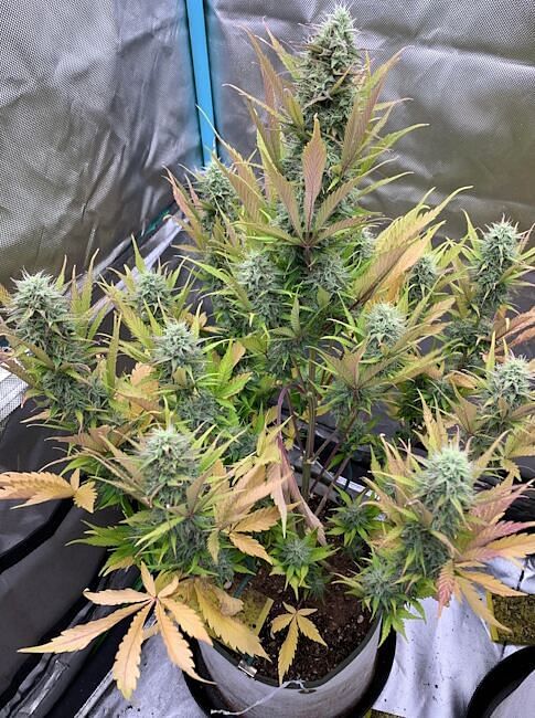 Compound V F1 Auto Feminized Seeds