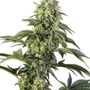 Cosmic Kiss Feminized Seeds