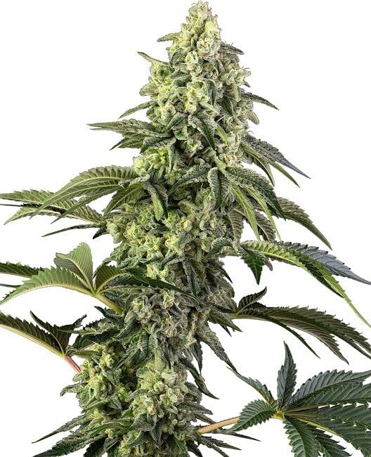 Cosmic Kiss Feminized Seeds